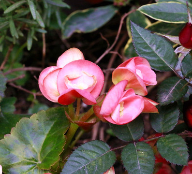 花草