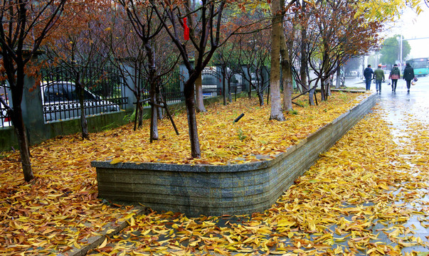 秋風(fēng)掃落葉