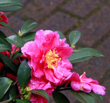 茶花