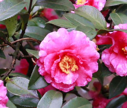 茶花