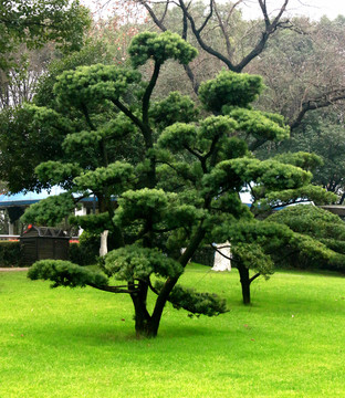 松柏