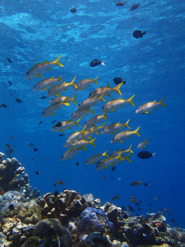 海底魚群