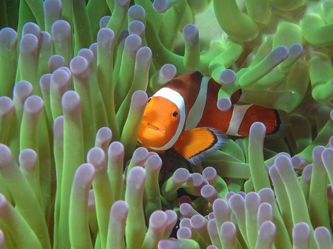 尼莫小丑魚