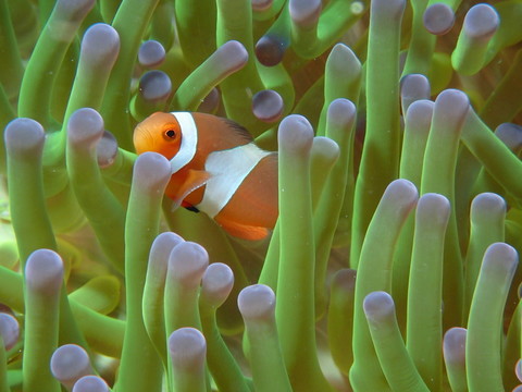 尼莫小丑魚(yú)