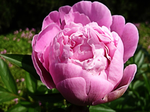 芍藥花