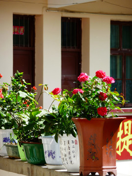 盆栽鮮花