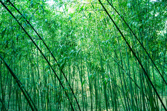 竹林 竹子