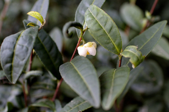 茶花特寫