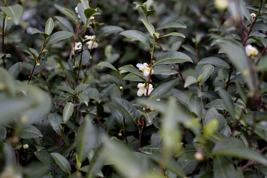 茶花開