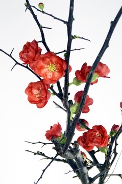 盆栽梅花