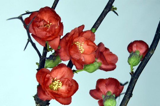 盆栽梅花