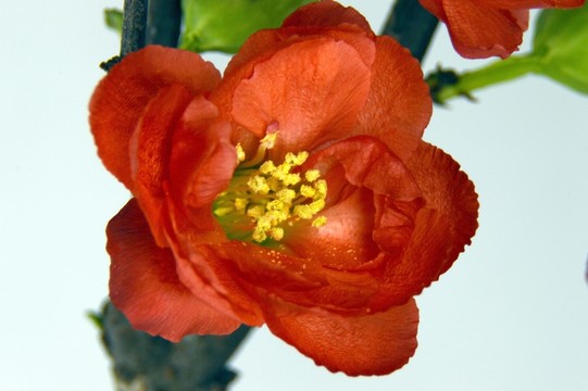 盆栽梅花