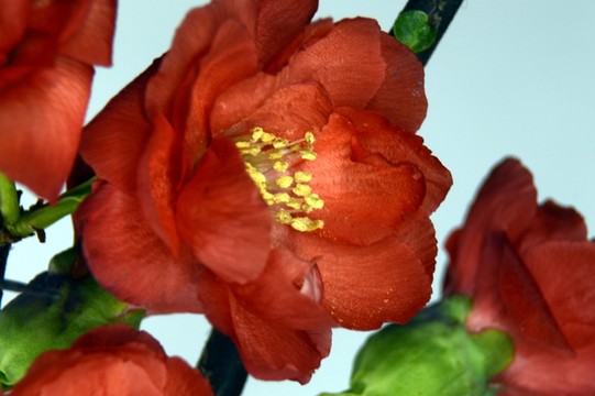 盆栽梅花