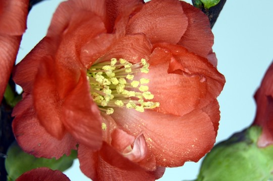 盆栽梅花