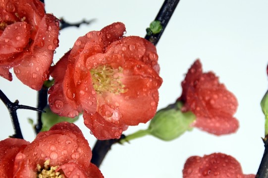 梅花特寫(xiě)