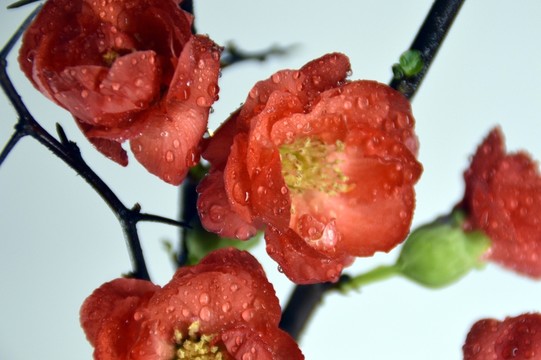 盆栽梅花
