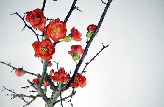 盆栽梅花