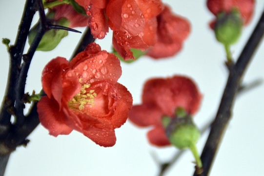 盆栽梅花