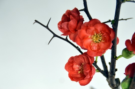 盆栽梅花