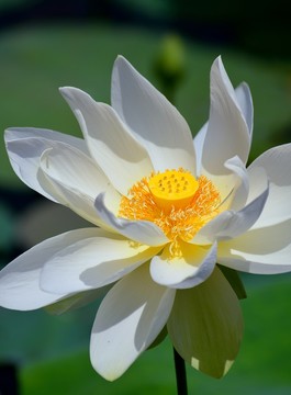 白蓮花