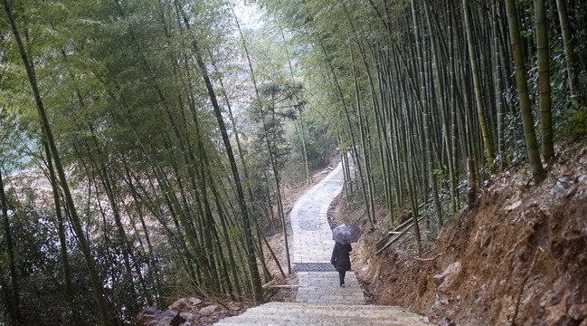 游客步行在竹林山道