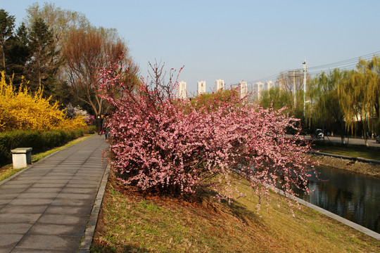 春意盎然 沈陽 小河沿