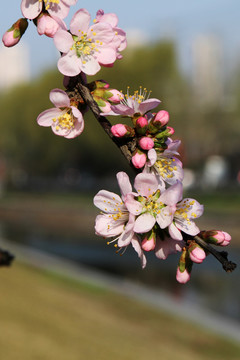 綻放 桃花 春天