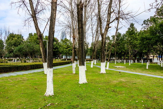 公園小路 季節(jié)風(fēng)景 樹(shù)木凋零
