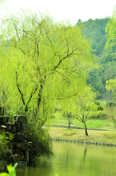 小河垂柳