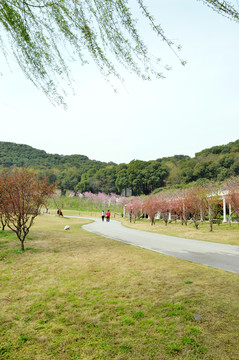 公園里的春天