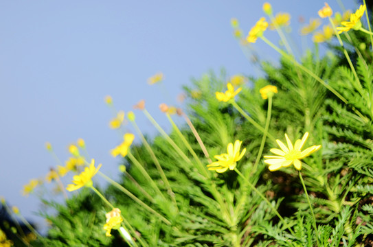 野菊花