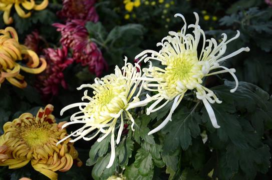 菊花