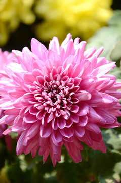 菊花