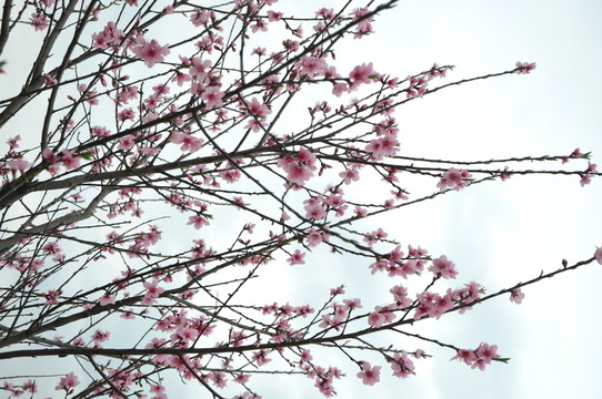 桃花開