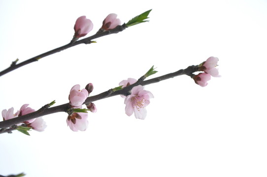 桃花開