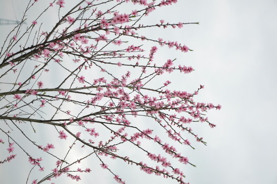 桃花開