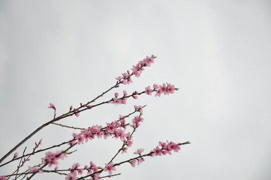 桃花開