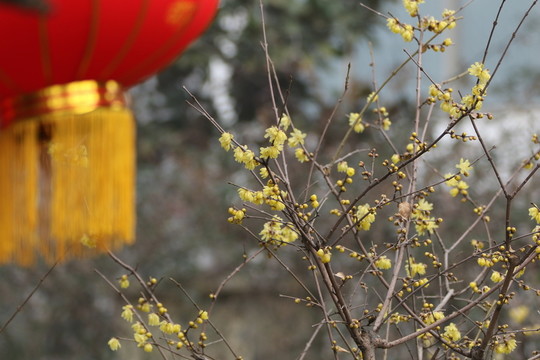 臘梅花