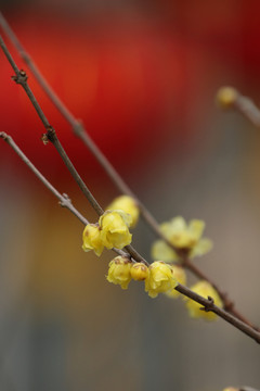 臘梅花