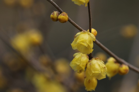 臘梅花