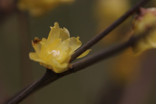 臘梅花