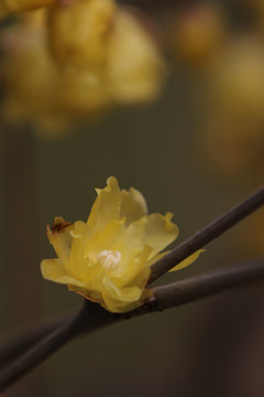 臘梅花