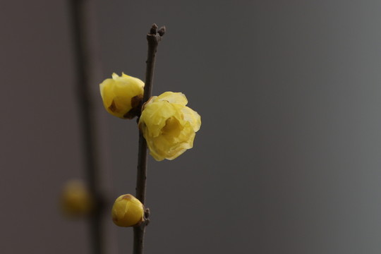 臘梅花
