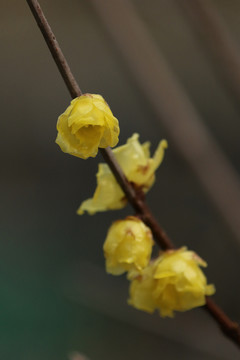 臘梅花