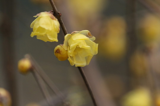 臘梅花