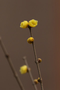 臘梅花