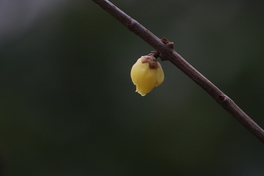 臘梅花