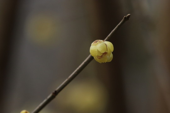 臘梅花