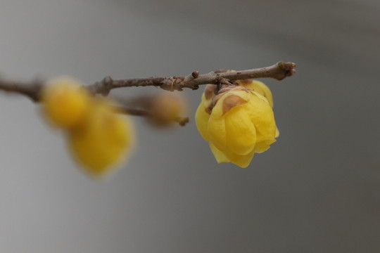 臘梅花