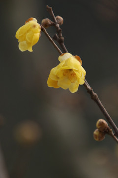 臘梅花